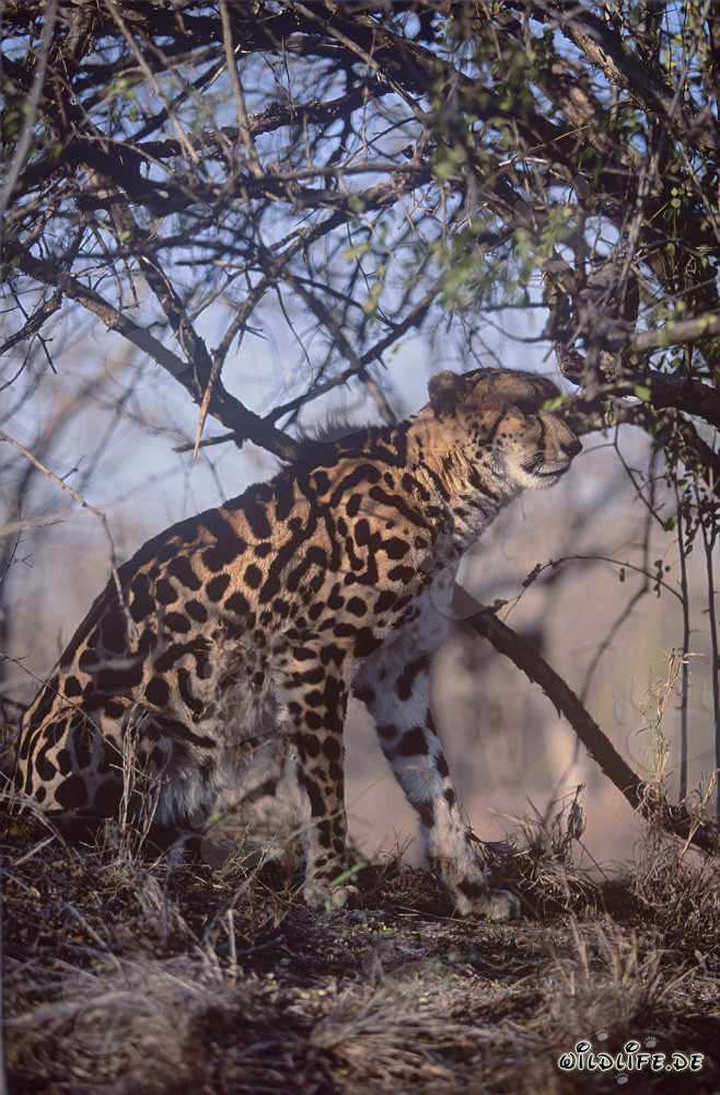 Rareté découverte de guépard royal explorant le monde