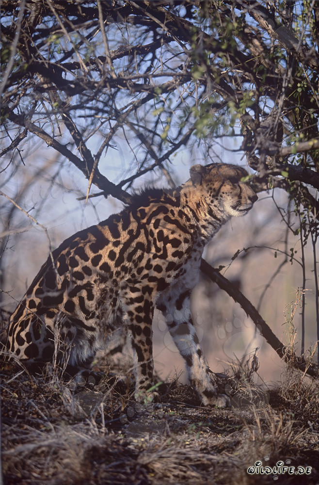 Rare King Cheetah exploring the world