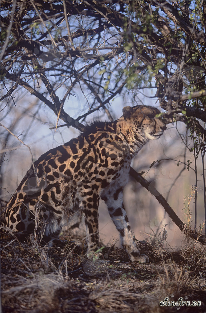Seltener Königsgepard entdeckt die Welt