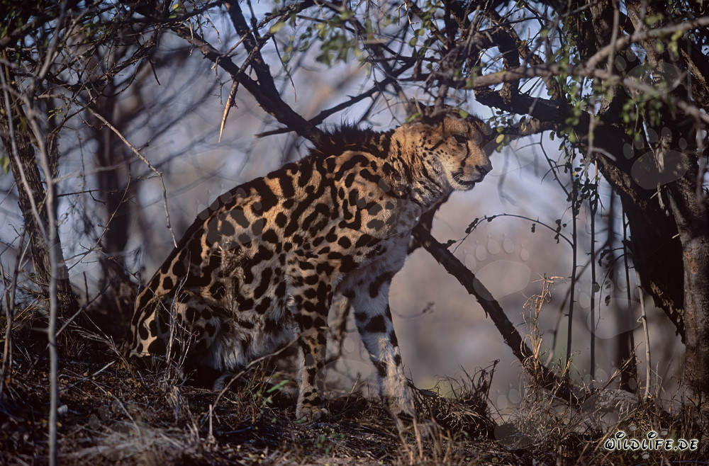 Königsgepard - Majestätischer Jäger der Savanne