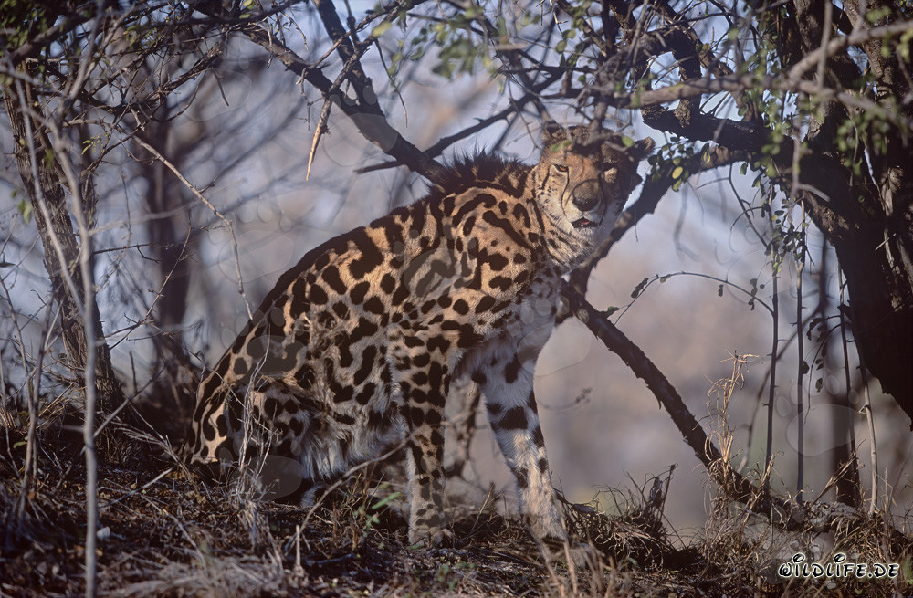 Mißtrauisch blickender Königsgepard
