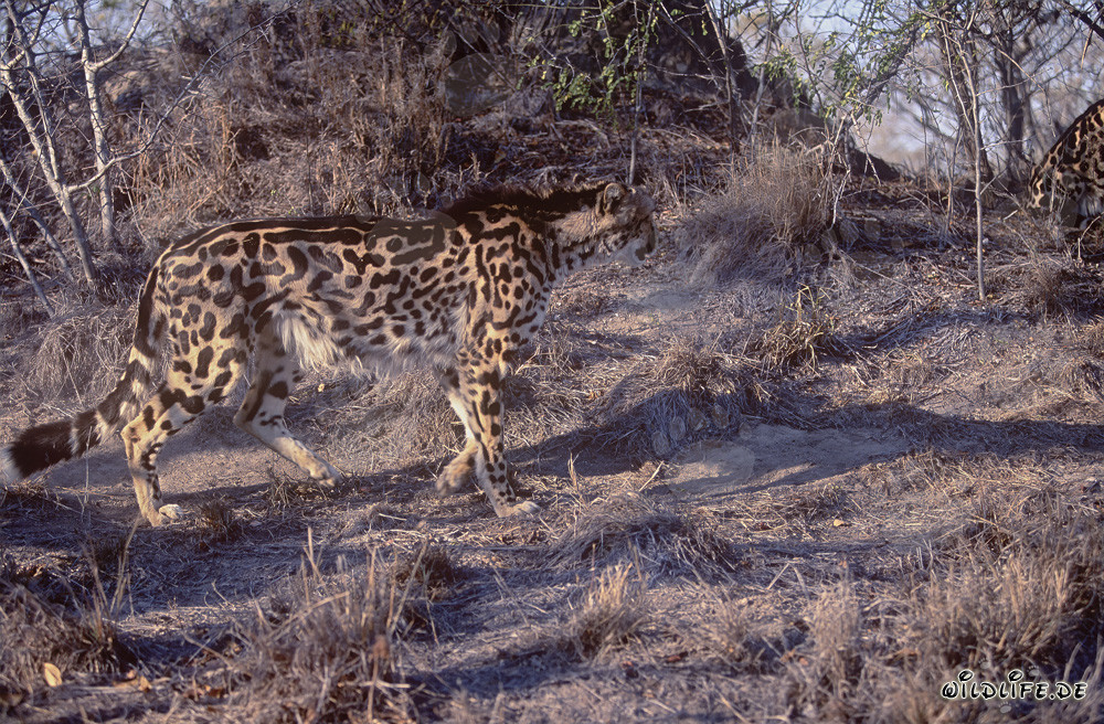 Fascinating King Cheetah at Hoedspruit Research & Breeding Centre