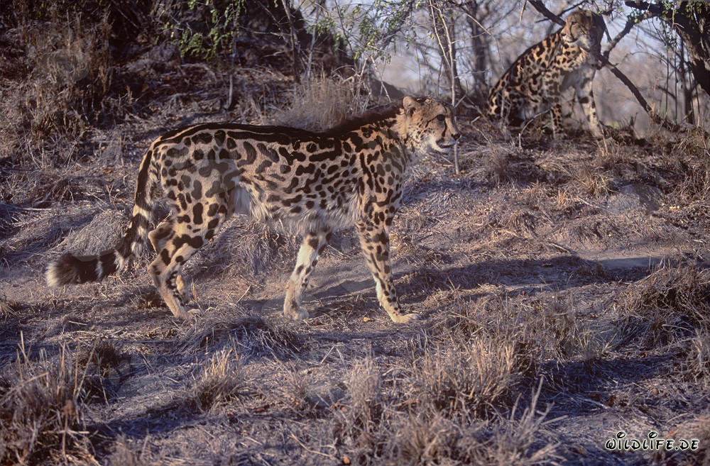 Fascinating King Cheetahs in Distress