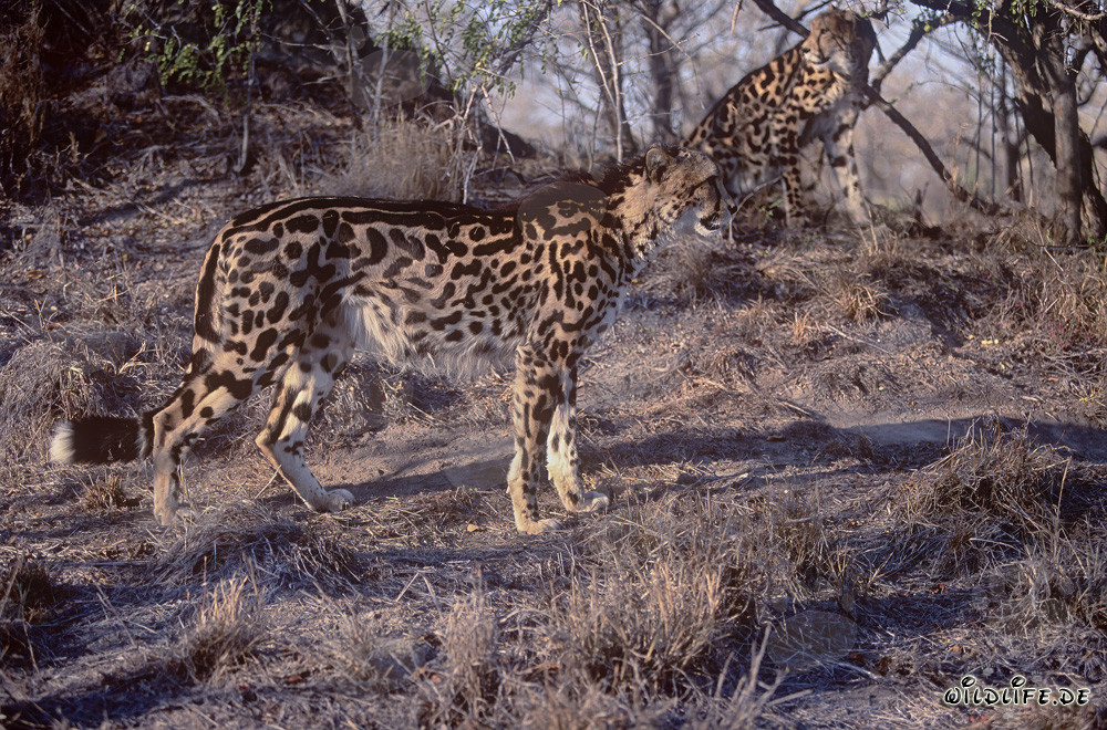 Two majestic King Cheetahs in captivity