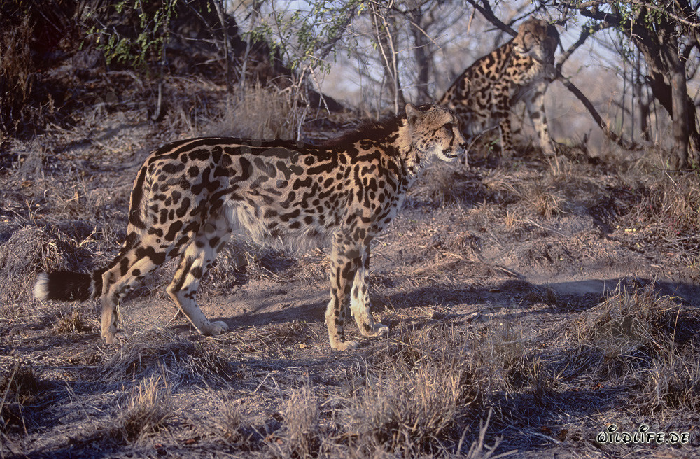 Two majestic King Cheetahs