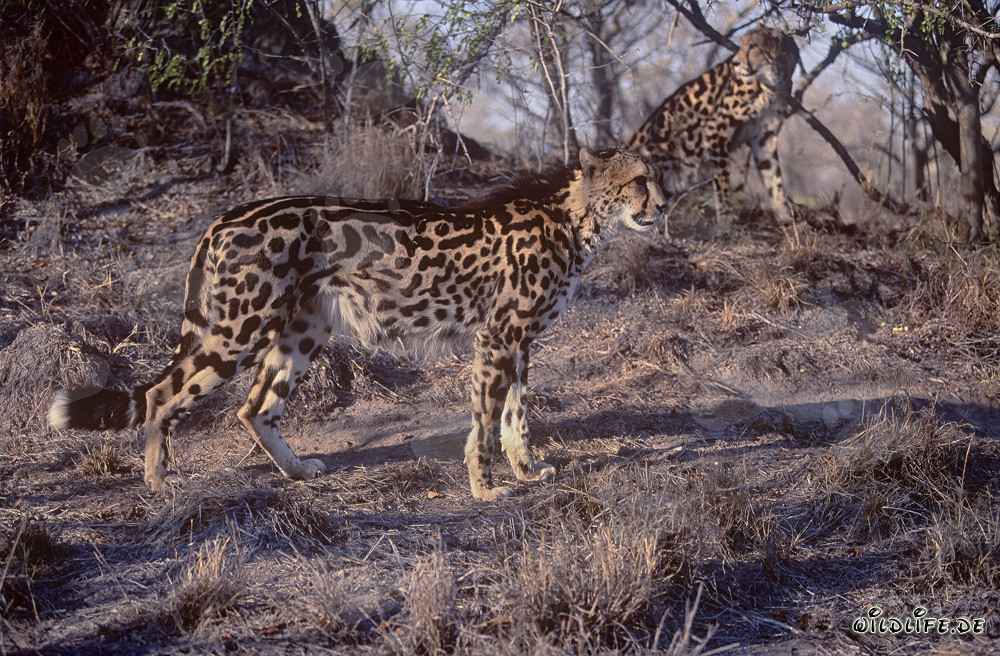 Zwei majestätische Königsgeparde