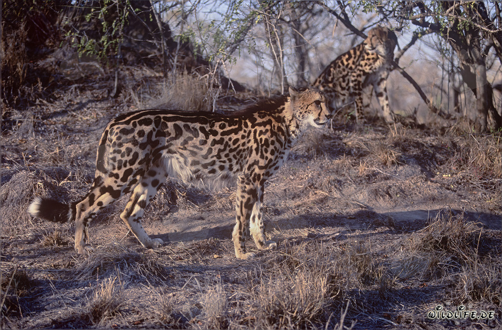 Two majestic King cheetahs in captivity