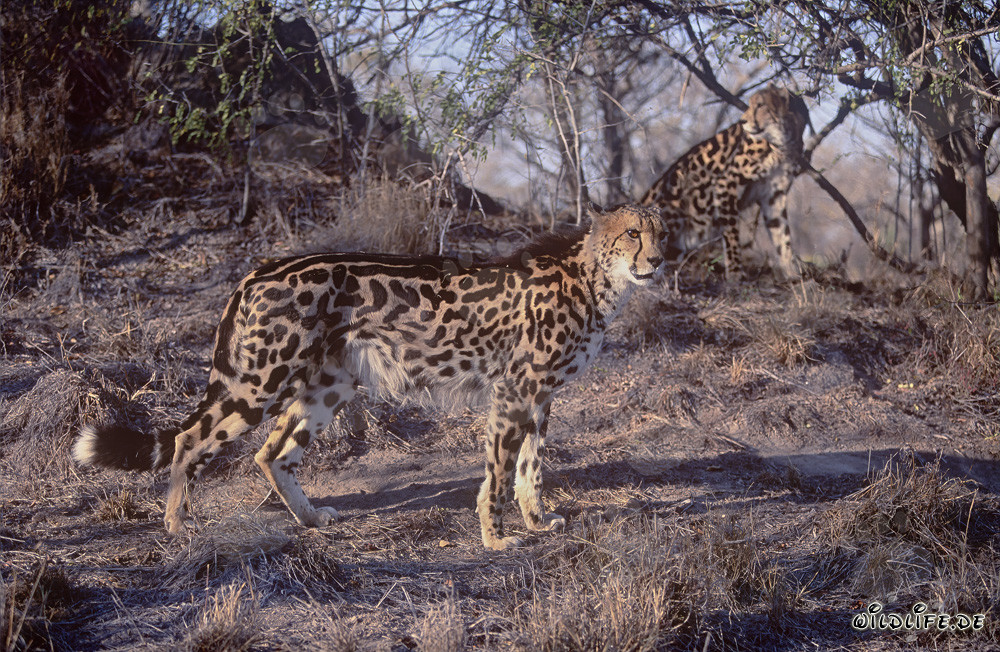 Two majestic king cheetahs observe their surroundings