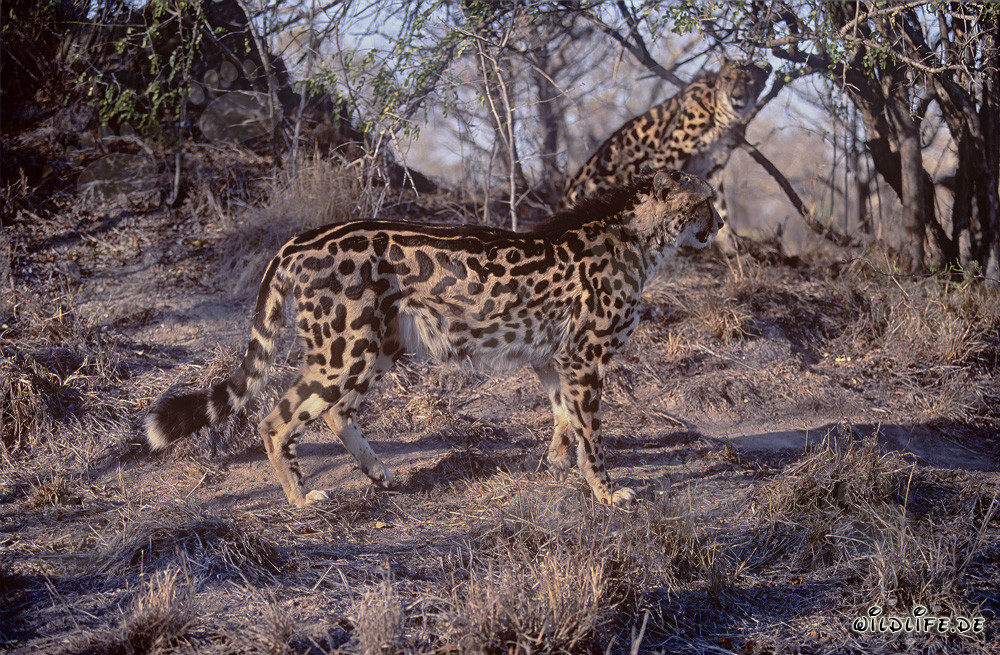 Fascinanti ghepardi reali nella savana secca