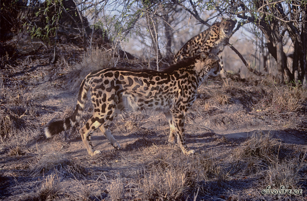 Fascinants guépards rois dans la savane sèche