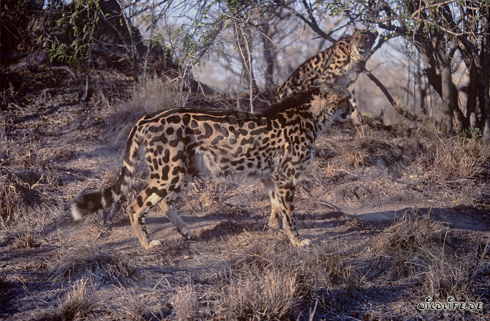 Fascinating King Cheetahs in the Dry Savanna