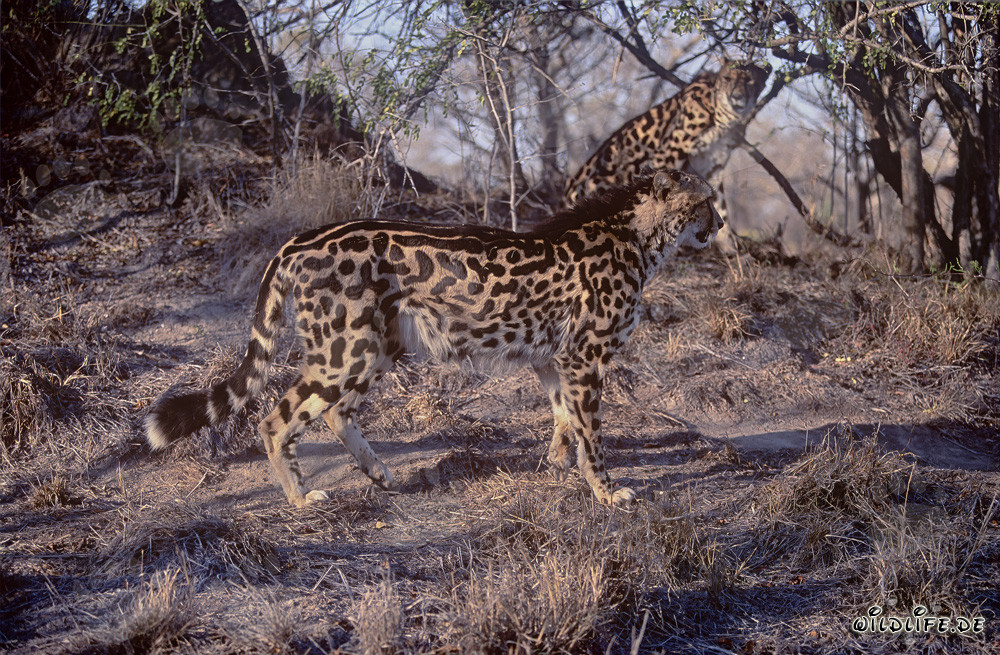 Faszinierende King Cheetahs in der trockenen Savanne