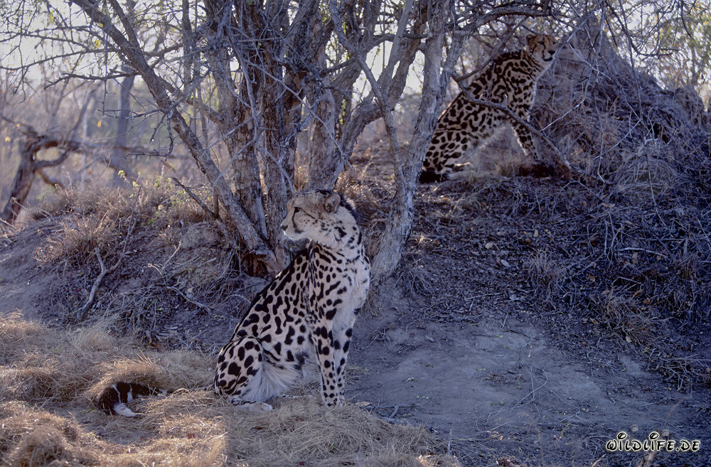 Dos guepardos reales en el Centro de Investigación y Cría de Hoedspruit, Sudáfrica
