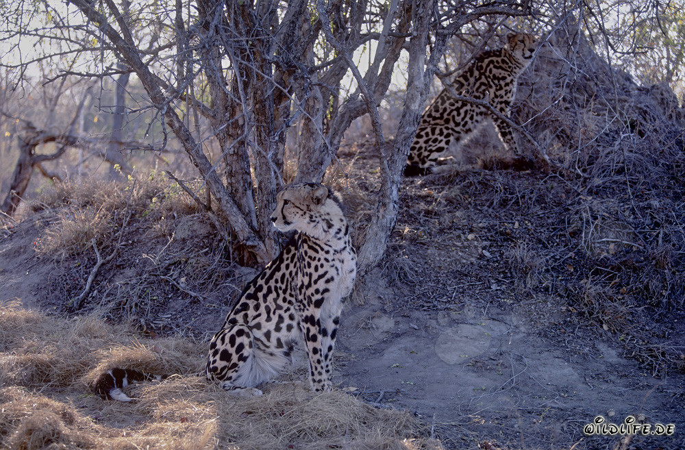 Deux guépards royaux au Centre de recherche et d'élevage de Hoedspruit, Afrique du Sud