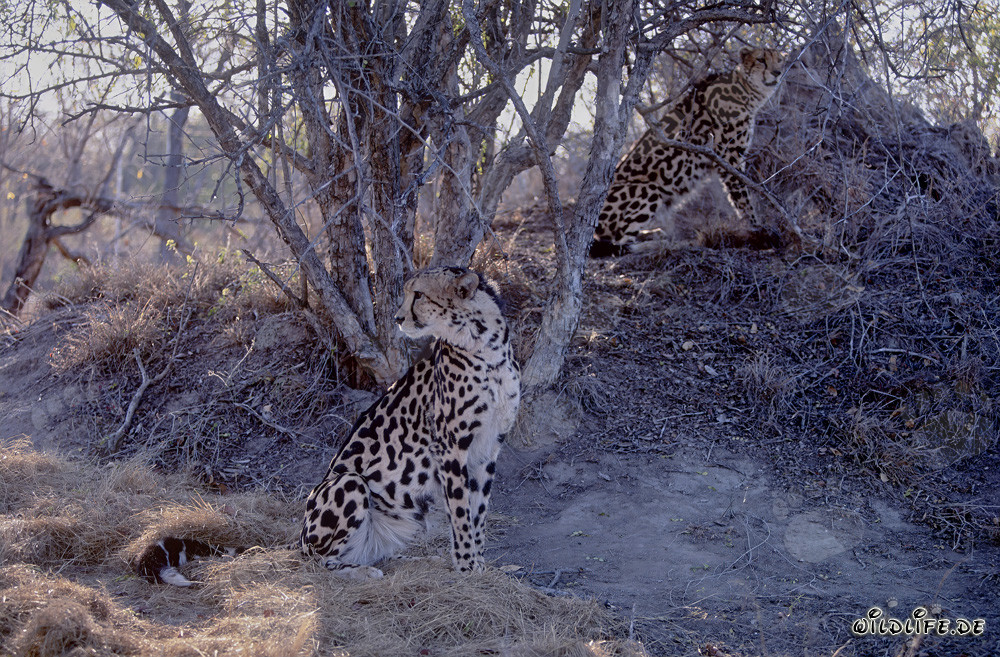 Two King Cheetahs at Hoedspruit Research & Breeding Centre, South Africa