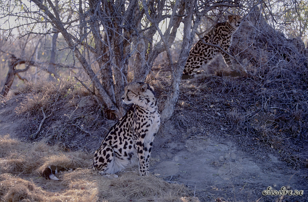 Zwei Königsgeparde im Hoedspruit Research & Breeding Centre, Südafrika