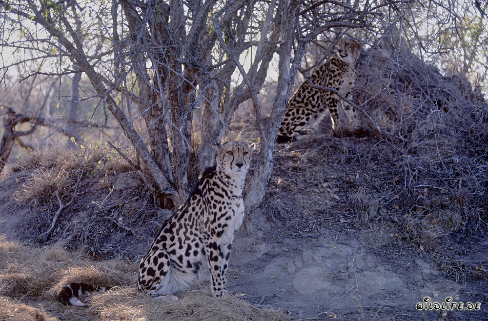 Two majestic King Cheetahs in Captivity