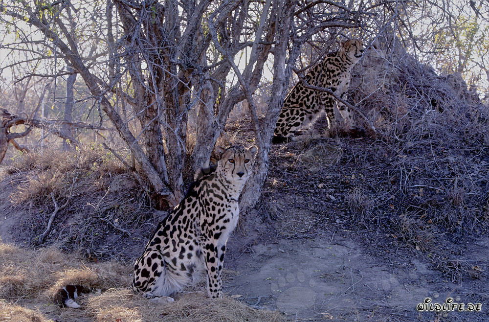 Two majestic King Cheetahs
