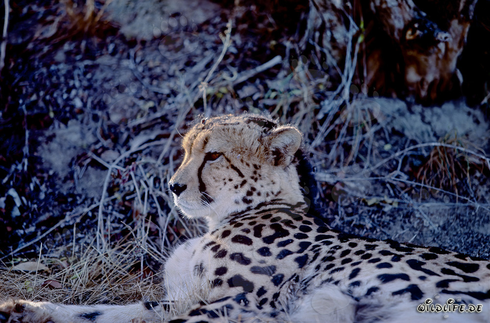 Guépard royal rare en captivité