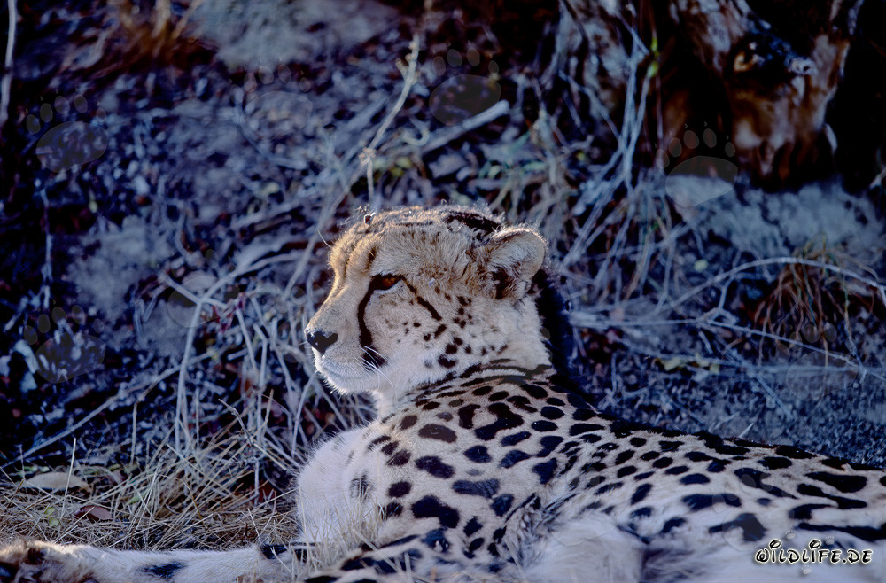 Rare Lying King Cheetah in Captivity
