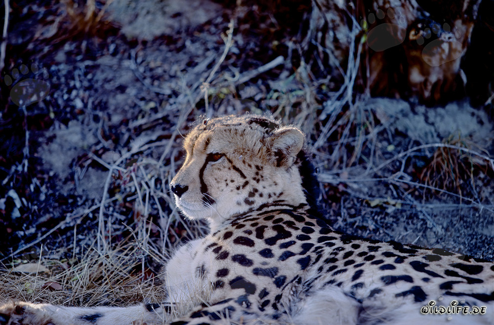 Seltener liegender Königsgepard in Gefangenschaft