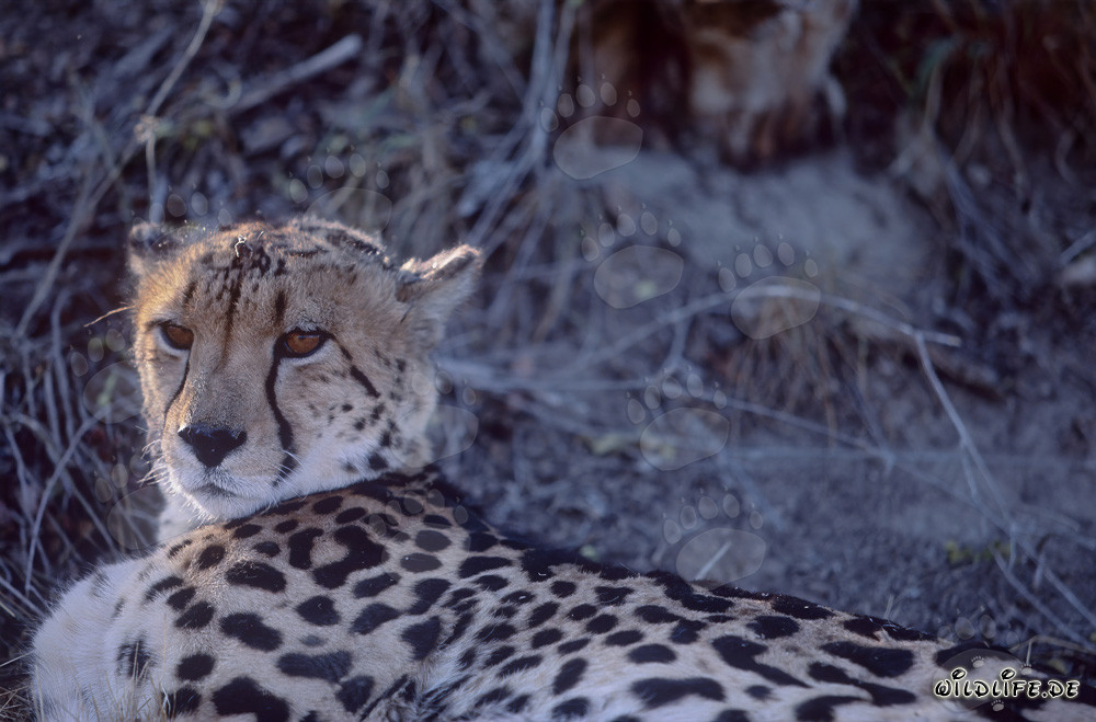 Guépard royal, majestueusement couché au soleil