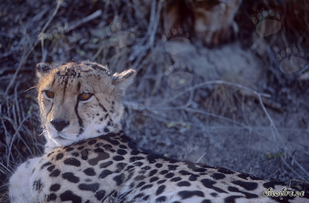 King Cheetah, majestic lying in the sun