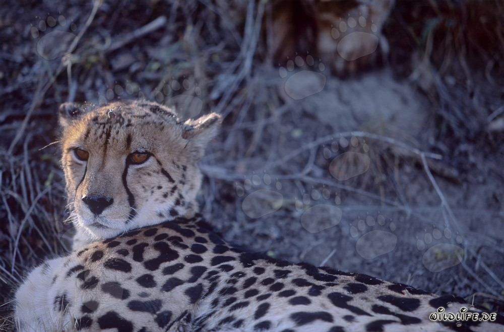 Königsgepard, majestätisch liegend in der Sonne