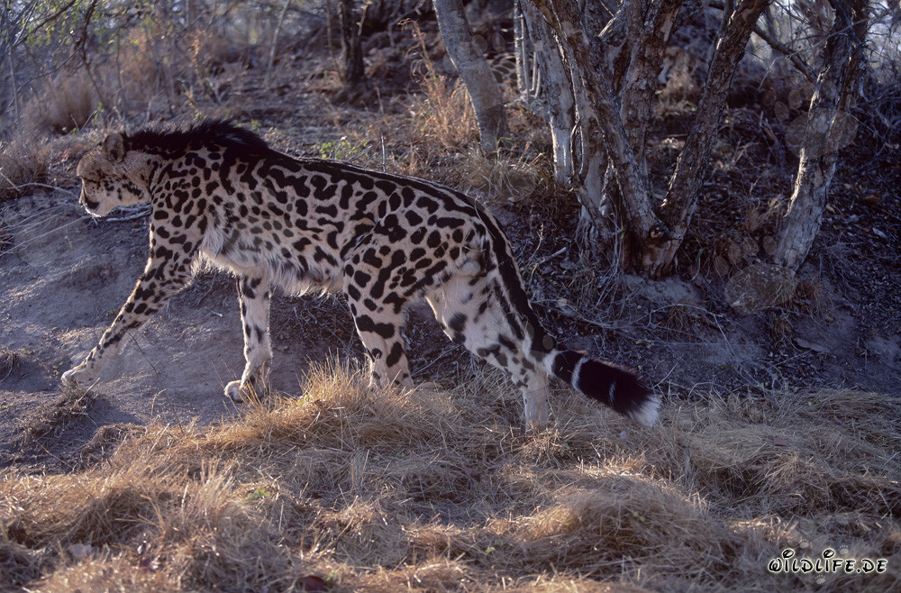 Guépard royal - Majestueux félin sauvage