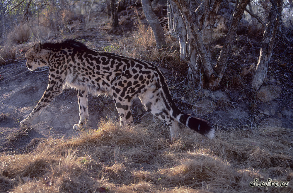 King Cheetah - Majestic Predator in the Wild