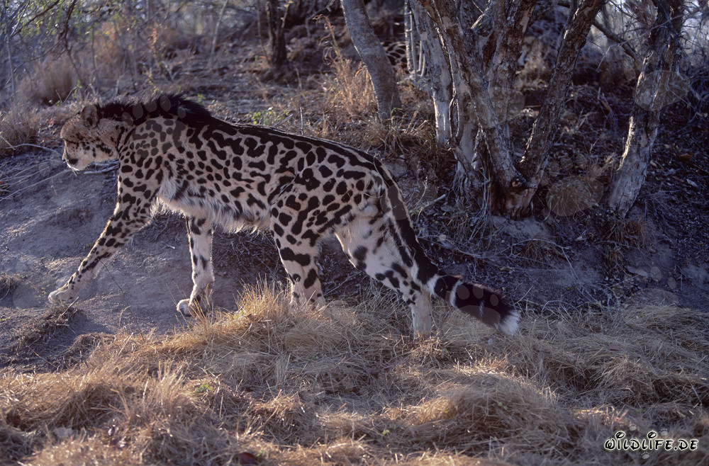 Königsgepard - Majestätische Raubkatze in freier Wildbahn