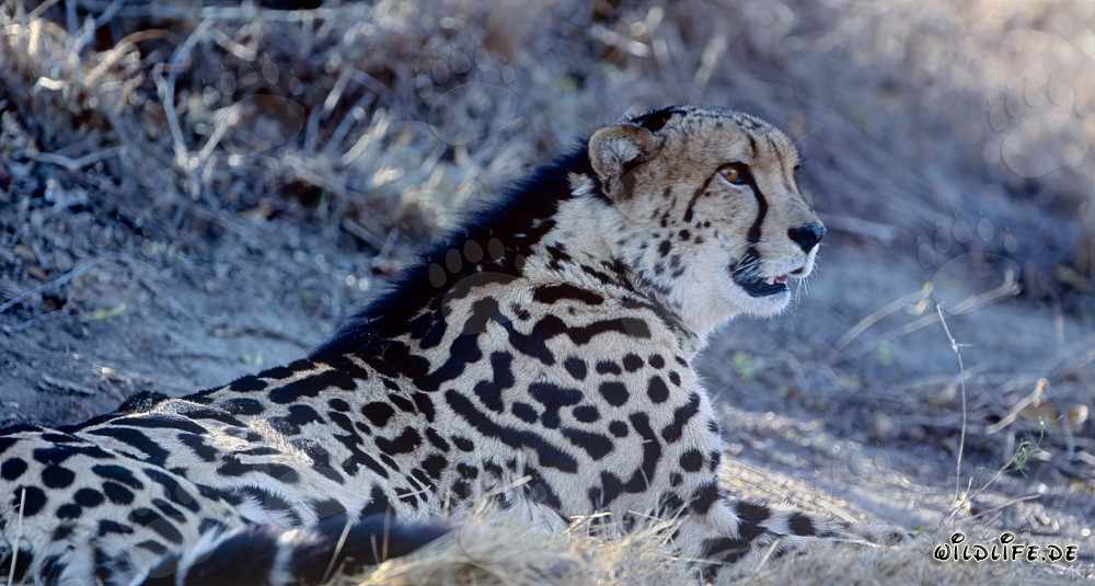 Guépard royal - Chasseur majestueux de la savane