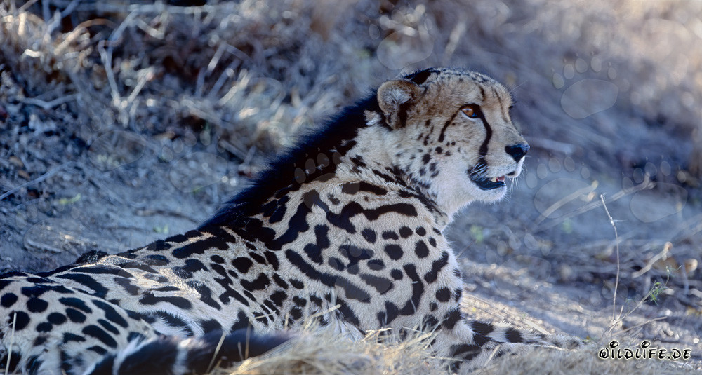 Königsgepard - Majestätischer Jäger der Savanne