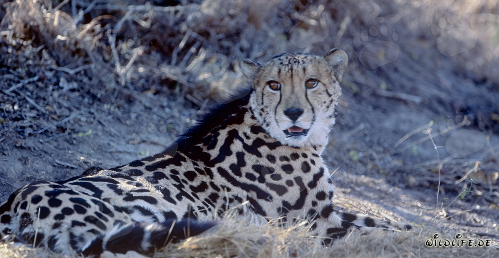 Raro guepardo real acostado en la Reserva de Caza Privada Kapama, Sudáfrica