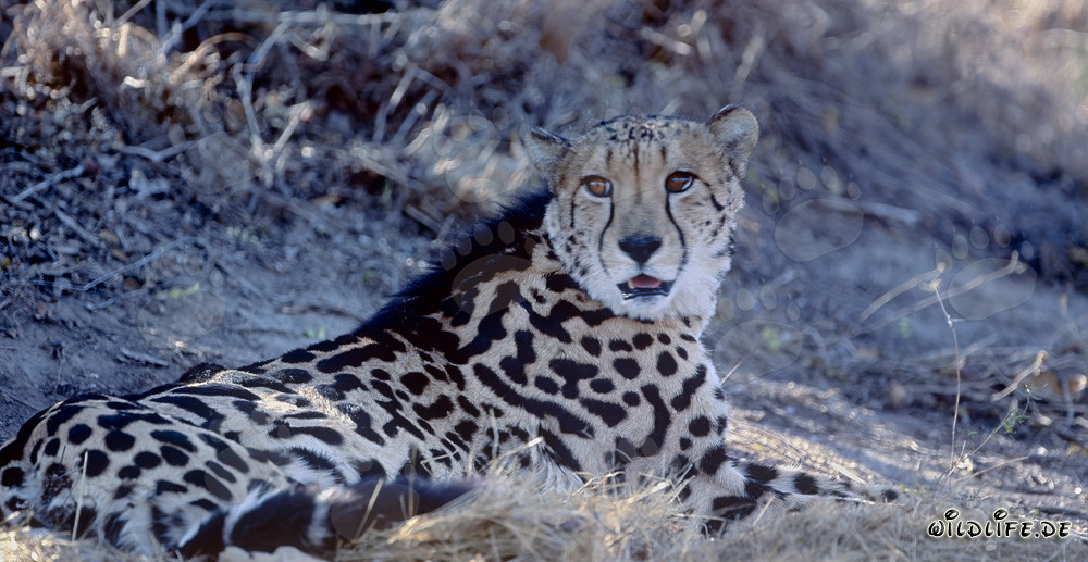 Guépard royal rarement couché au Kapama Private Game Reserve, Afrique du Sud