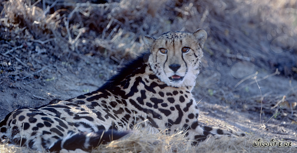 Seltener liegender Königsgepard im Kapama Private Game Reserve, Südafrika