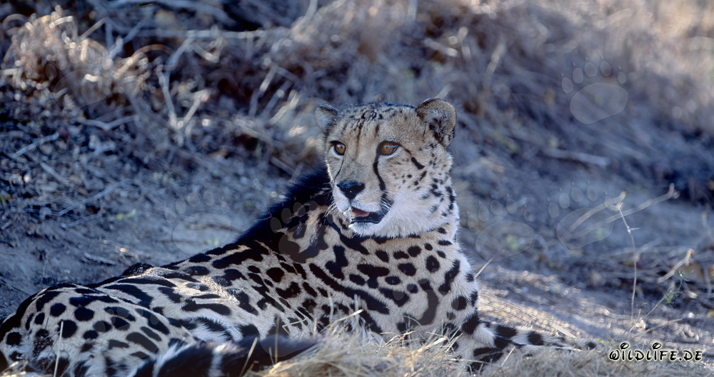 Raro ghepardo reclinato che scopre qualcosa di eccitante nella natura selvaggia del Sudafrica