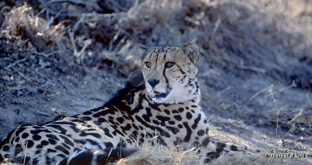 Rareté du guépard royal couché découvrant quelque chose d'excitant dans la nature sauvage d'Afrique du Sud