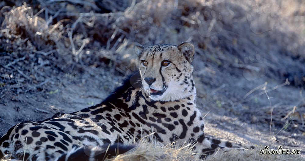 Raro guepardo real acostado descubriendo algo emocionante en la naturaleza salvaje de Sudáfrica