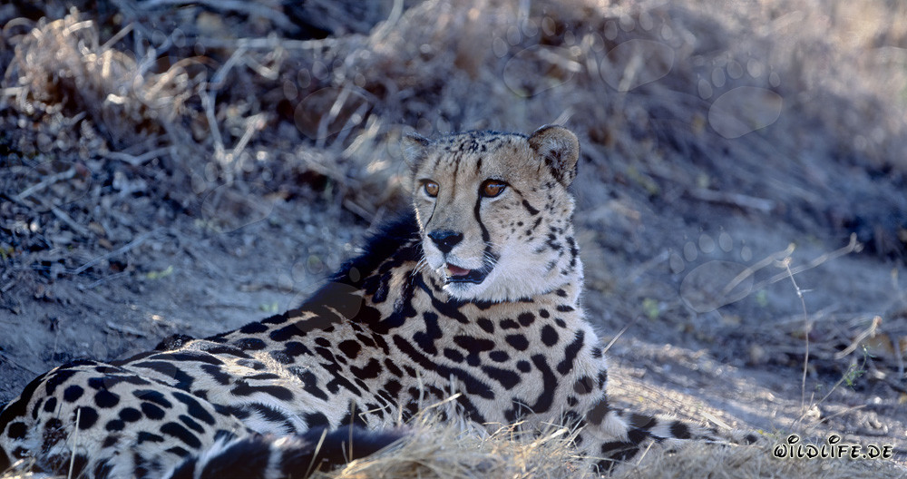 Rare lying King Cheetah discovers something exciting in the wilderness of South Africa