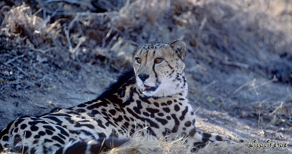 Seltener liegender Königsgepard entdeckt etwas Spannendes in der Wildnis von Südafrika