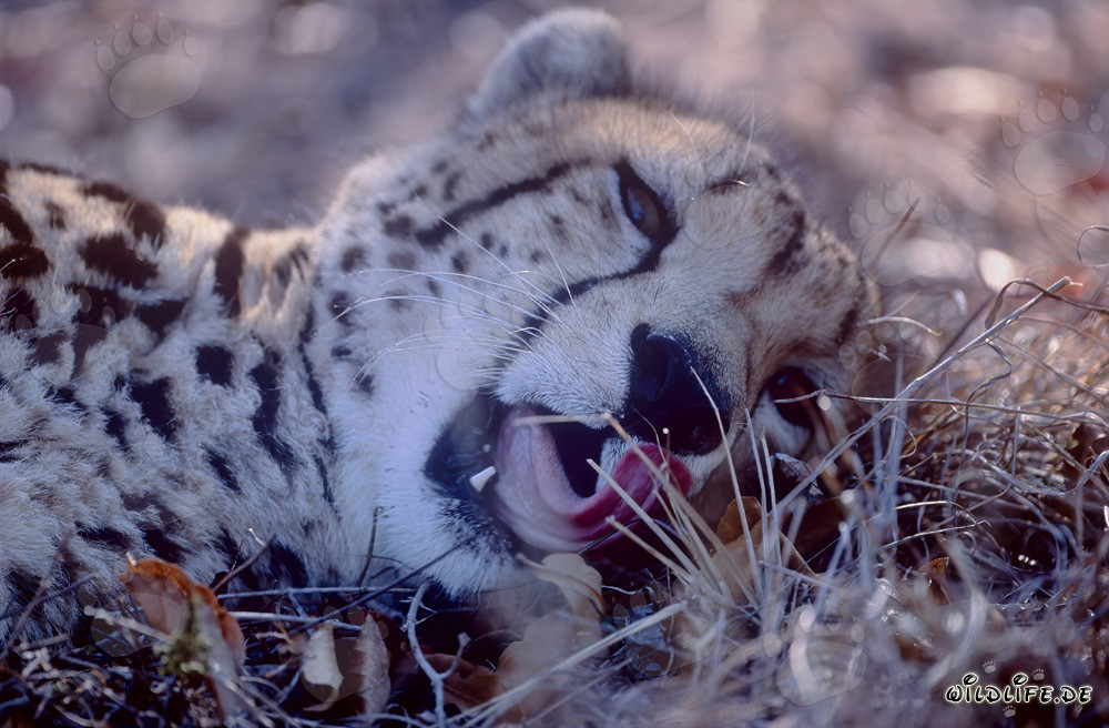 King Cheetah Portrait at Kapama Private Game Reserve
