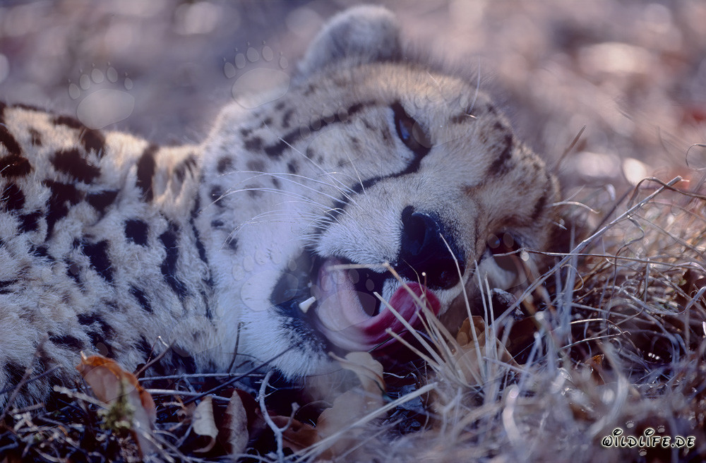 Königsgepard Porträt im Kapama Private Game Reserve