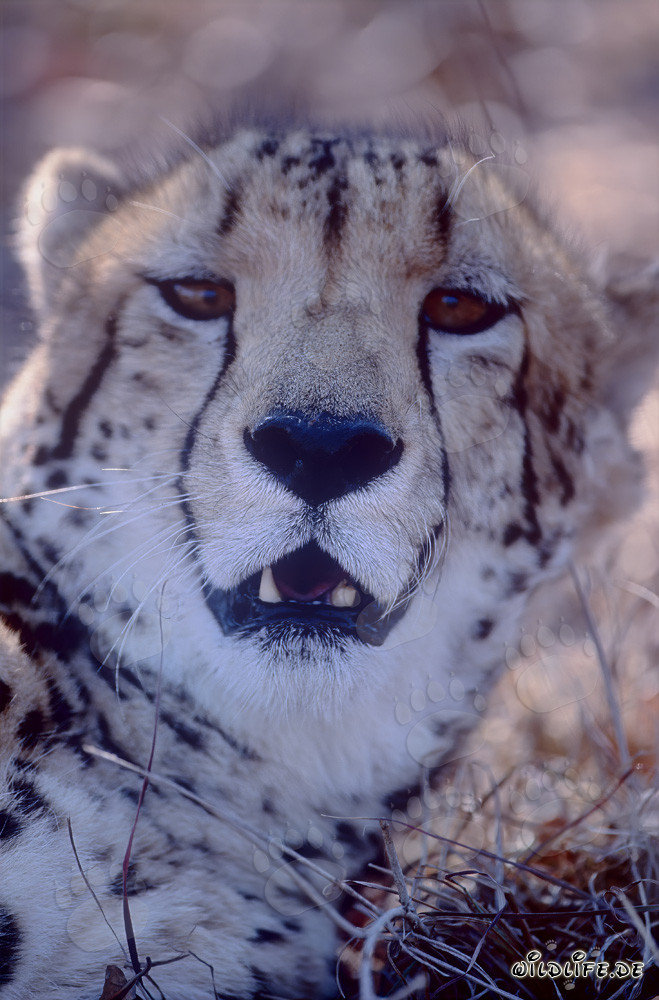 Tête de caractère fascinante du majestueux guépard royal