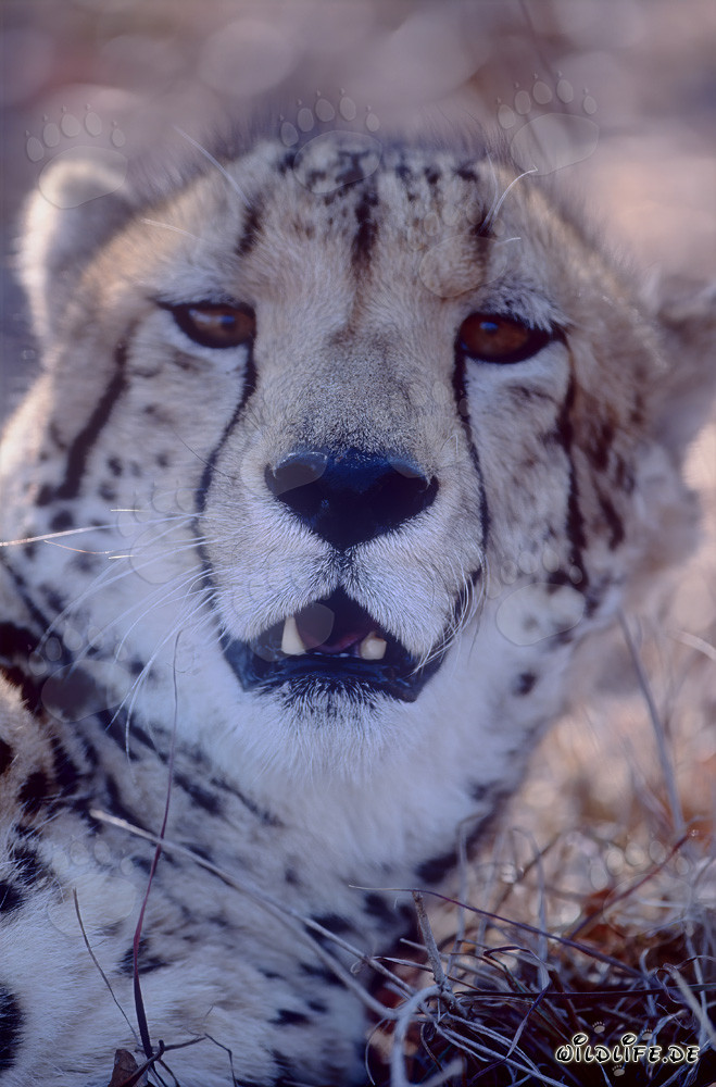 Fascinating character head of the majestic King cheetah