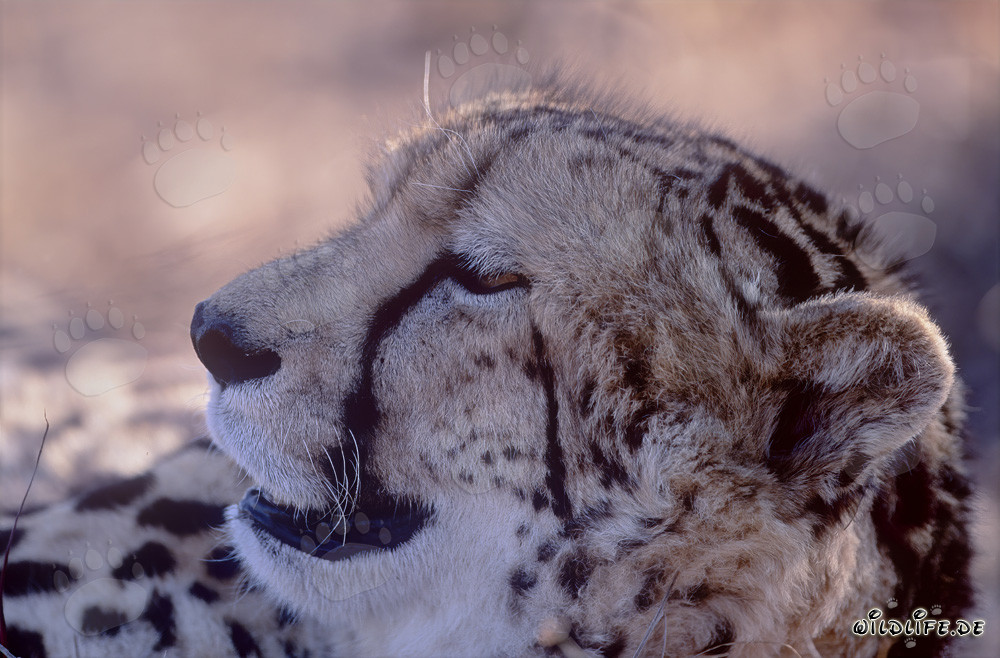 Leopardo real agotado en busca de descanso