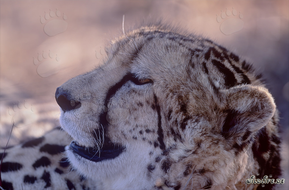 Guépard royal épuisé à la recherche de repos