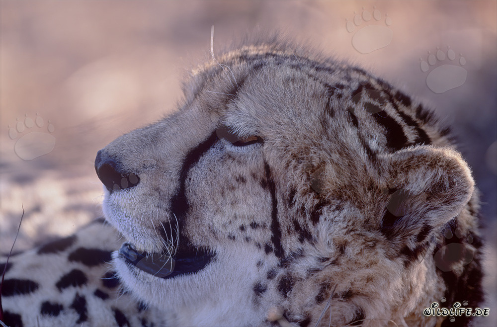 Erschöpfter Königsgepard auf der Suche nach Ruhe