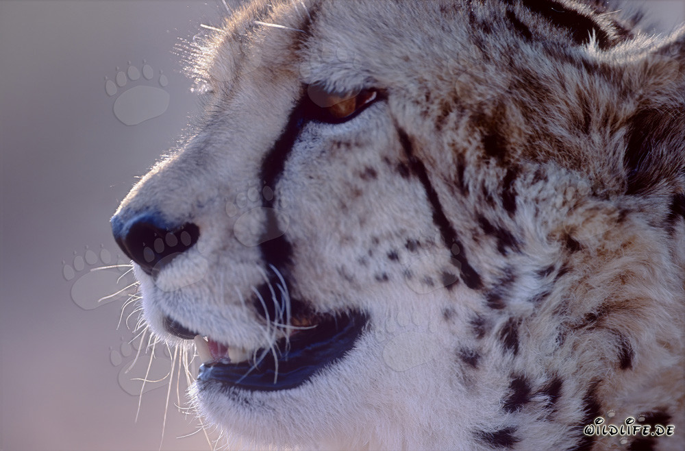 Portrait du guépard royal
