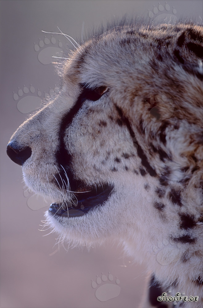 Retrato fascinante de un majestuoso guepardo real